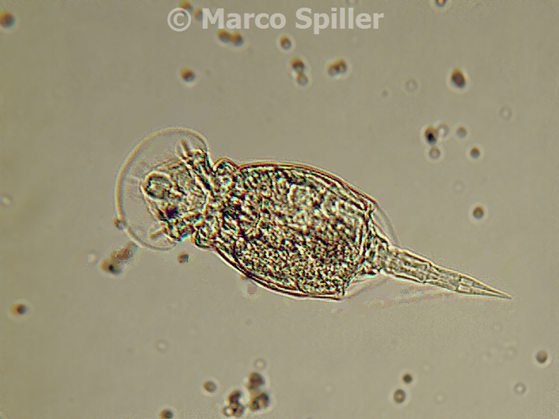 Squatinella sp